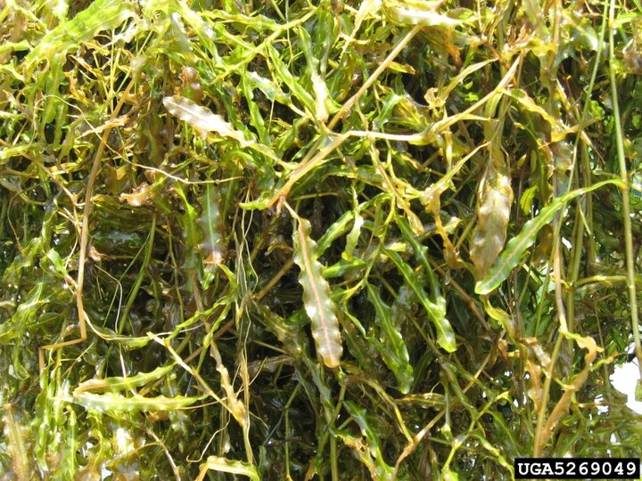 A mass of curly-leaf pondweed foliage.
