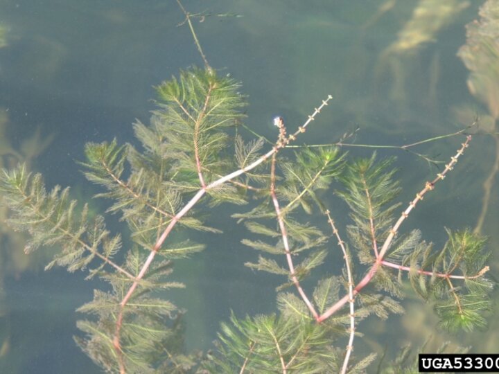 Eurasian watermilfoil foliage submerged under the water's surface.