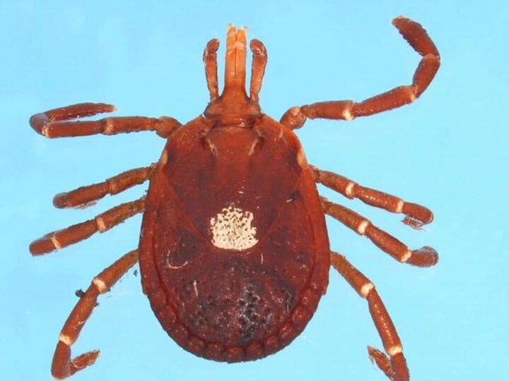 A closeup of an adult lone star tick with its distinctive white spot in the middle of its back