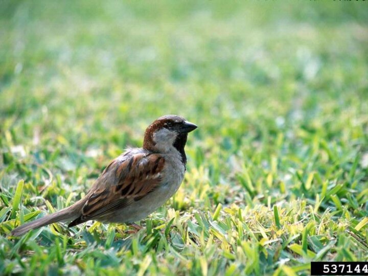A closeup of the side profile of a house sparrow standing in short grass