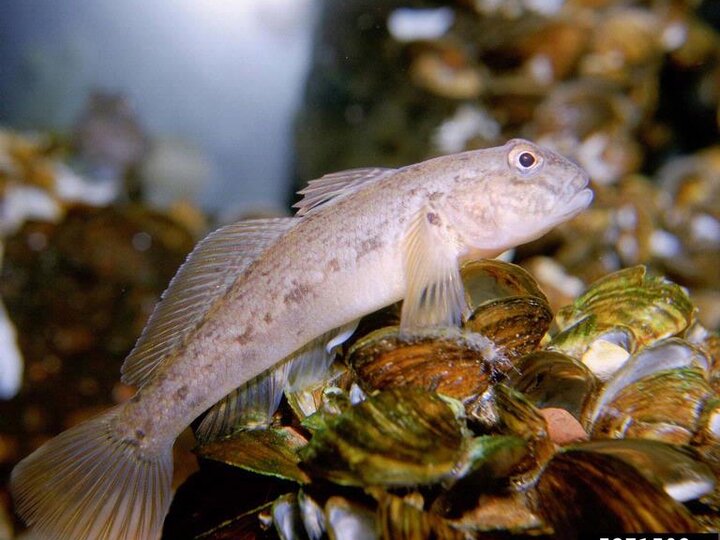 Round goby (Neogobius melanostomus).