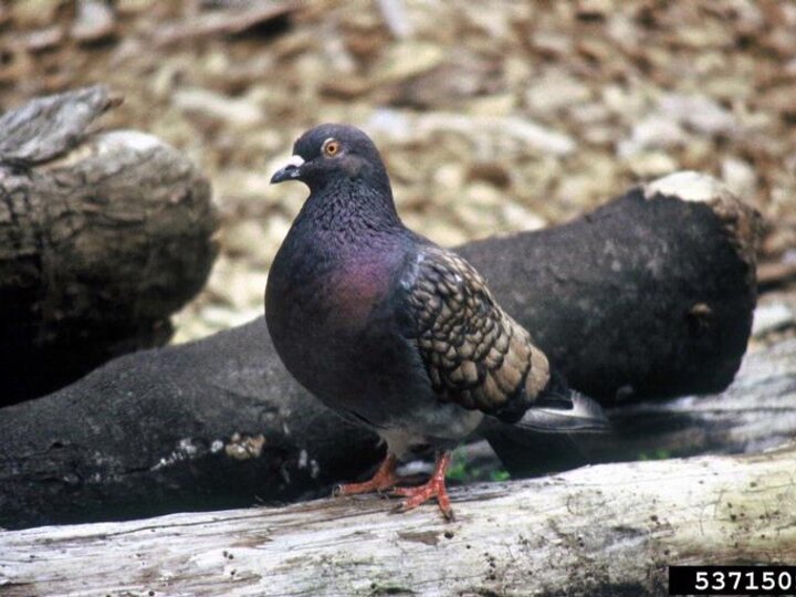 A closeup of an adult rock pigeon standing on a log