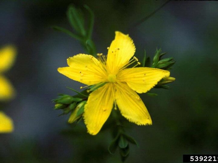 A closeup of the five-petaled yellow flower of Saint John'swort