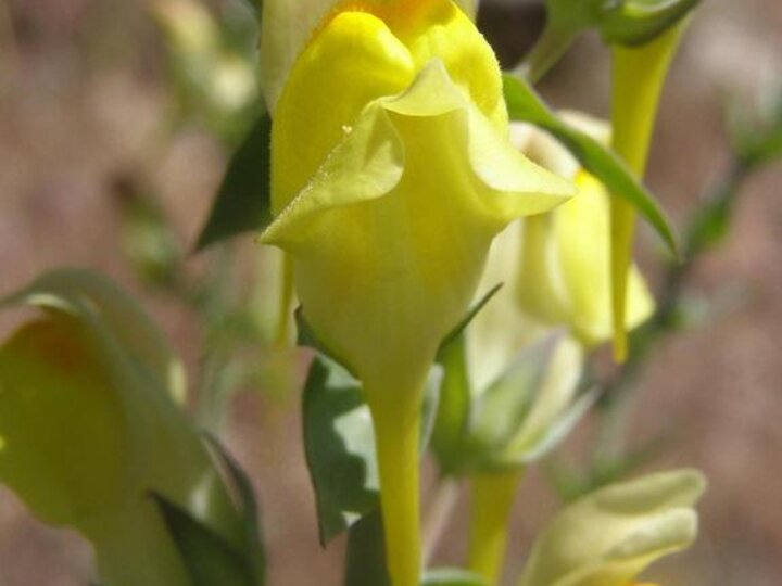 A closeup of the bearded yellow flower of a dalmatian toadflax plant