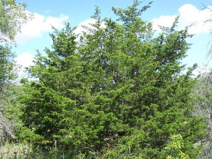 Eastern redcedar tree