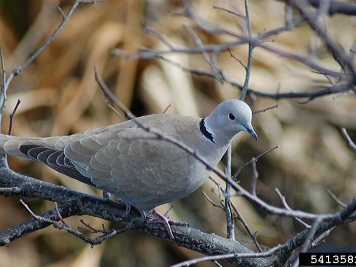 An aerial view of an adult Eurasian collared-dove perched on a tree branch
