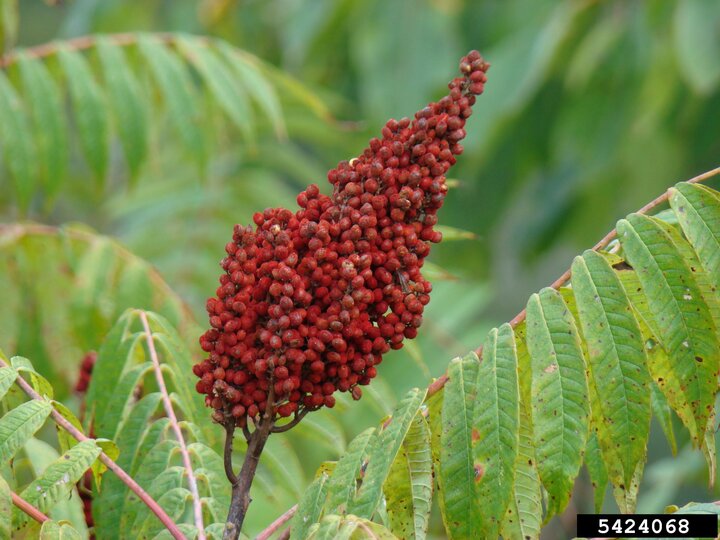 Smooth sumac berries set against a blurred green background.