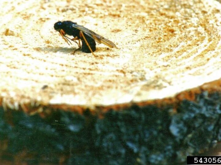 A closeup of an adult sirex woodwasp emerging from a logged lodgehole pine tree stump
