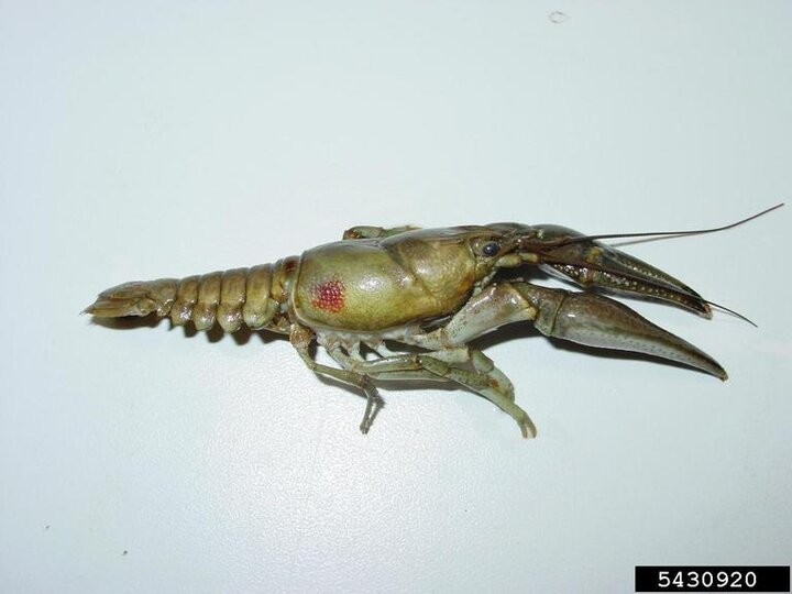 A side profile view of a rusty crayfish with a white background. The distinctive rust-colored spot is visible on the side of its body