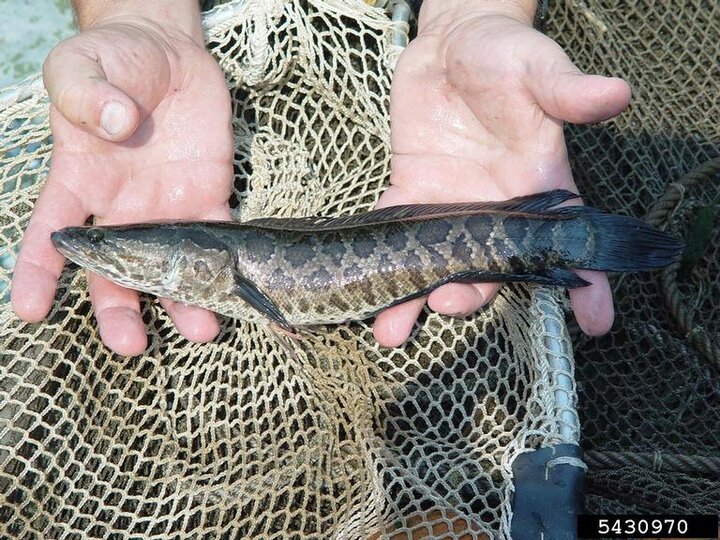 Two adult hands holding an adult snakehead fish