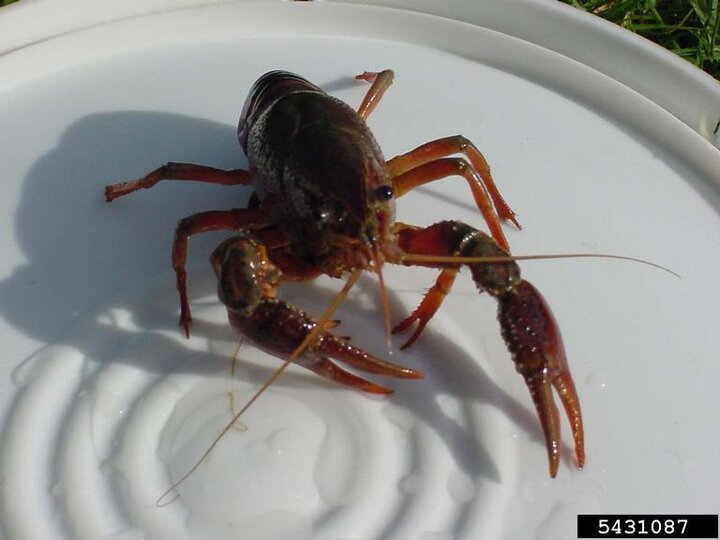 A front profile view of a red swamp crayfish on top of a white bucket