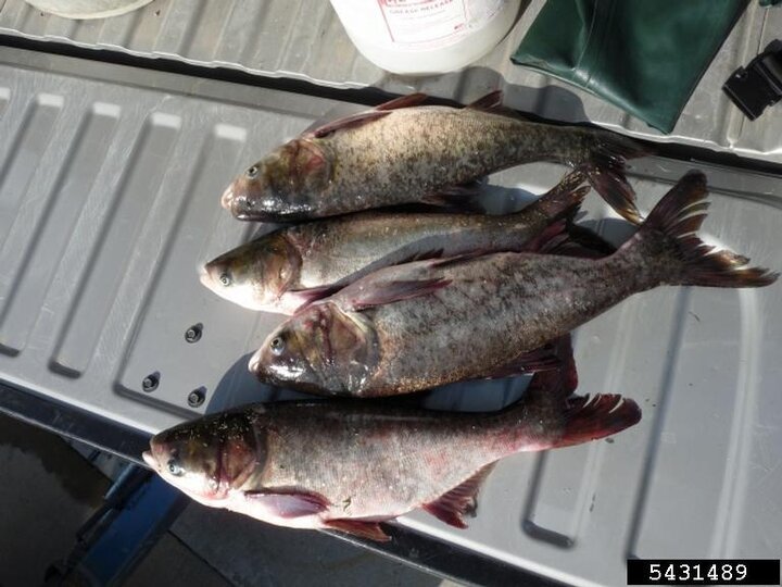 Four deceased bighead carp on a truck bed.