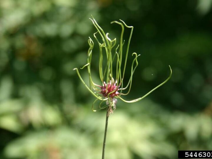 A closeup of the seedhead on a field garlic plant