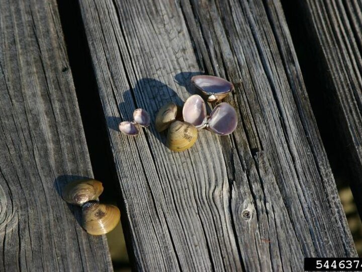 A cluster of freshwater golden clams on a wooden dock