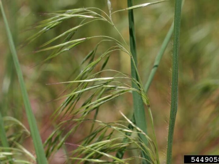 A closeup of the nodding seedheads on downy brome