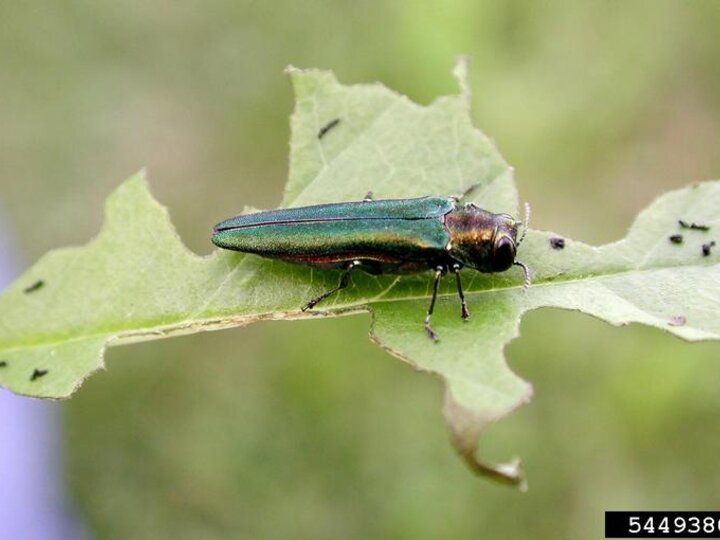 Metallic green emerald ash borer on a partially eaten leaf.