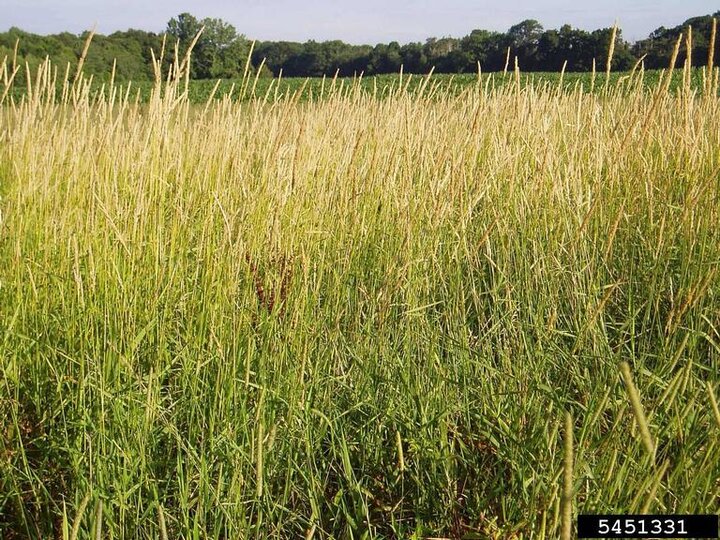 A field of reed canary grass.