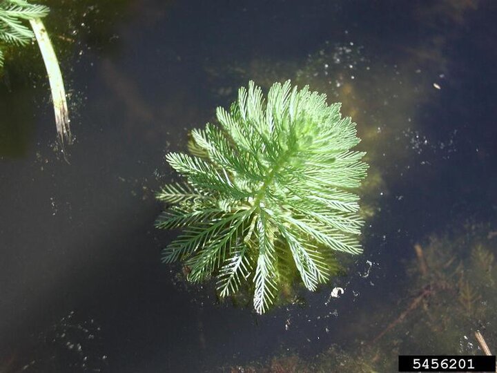 A closeup of a parrot feather plant emerging from water.