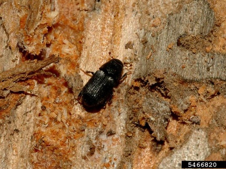 A closeup of an adult mountain pine beetle on a tree