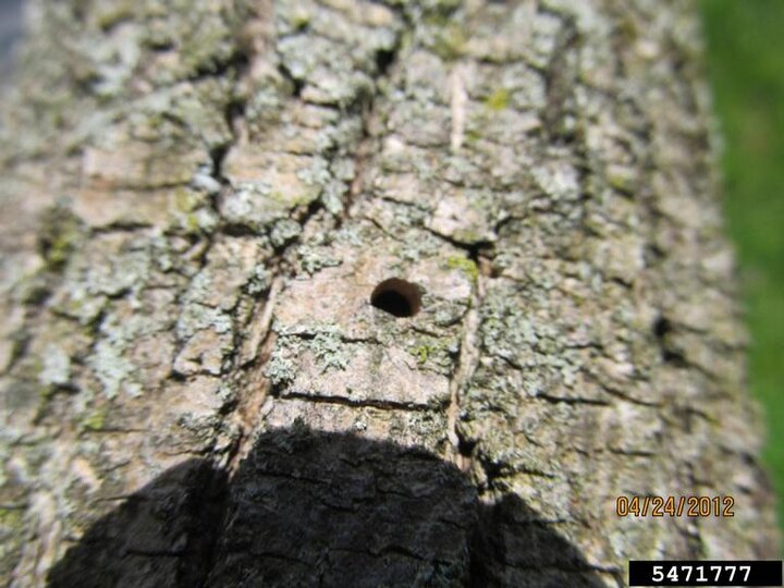 Small emerald ash borer exit hole on textured tree bark with green moss patches.
