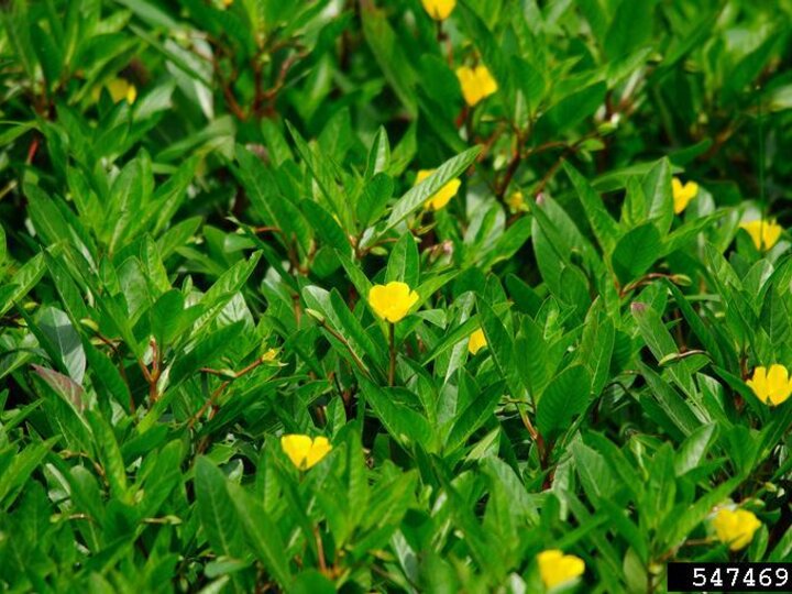 A field of creeping water primrose in bloom.