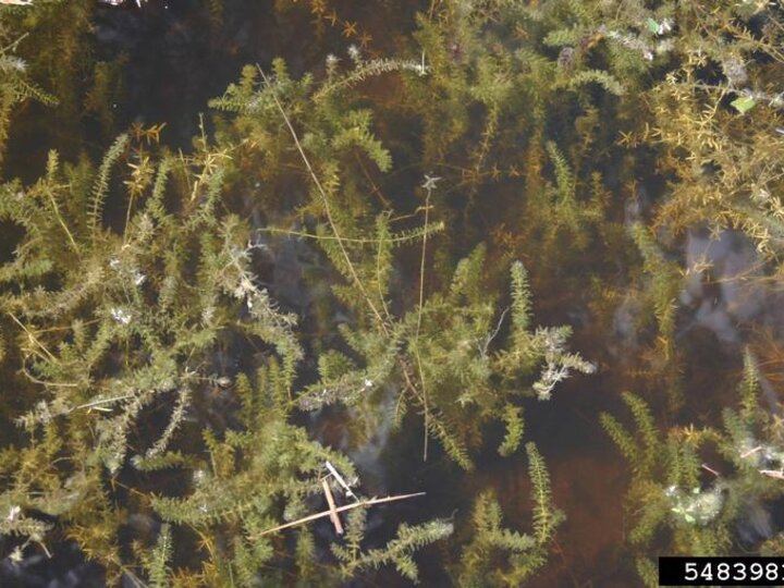 A dense patch of hydrilla