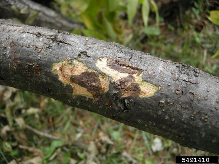 A closeup of cankers on a black walnut tree infected with thousand cankers disease