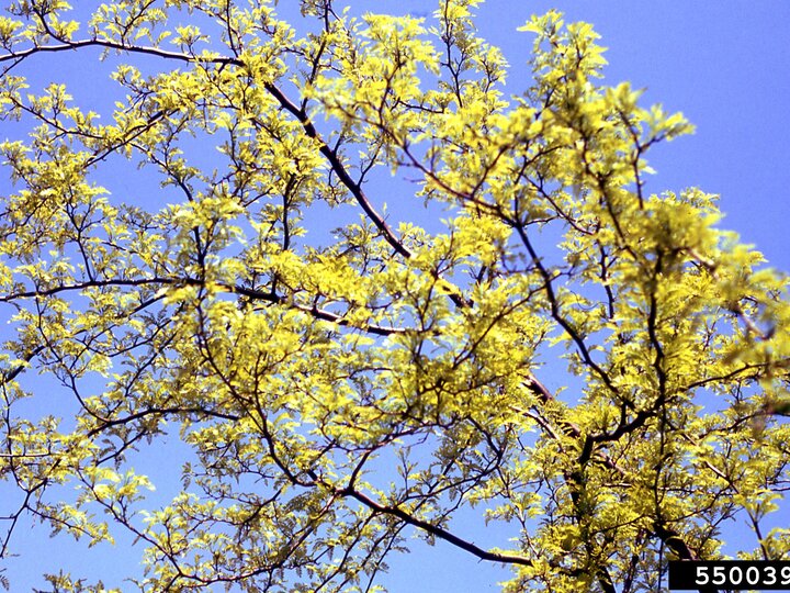 Honey locust branches with bright yellow-green leaves against a clear blue sky.