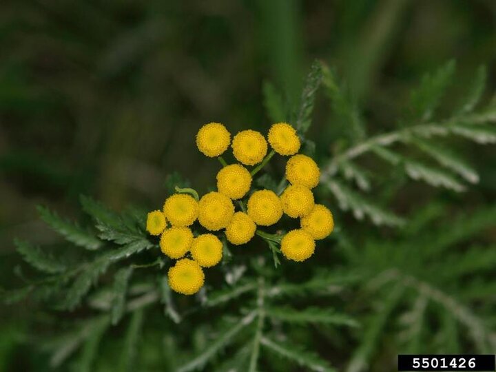 A closeup of common tansy flowers and leaves