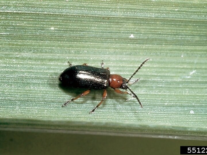 A closeup view of the backside of an adult cereal leaf beetle
