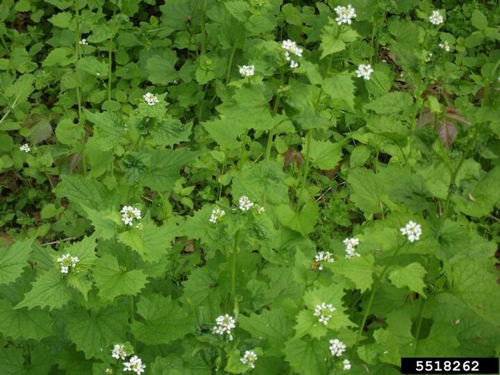 A cluster of garlic mustard plants