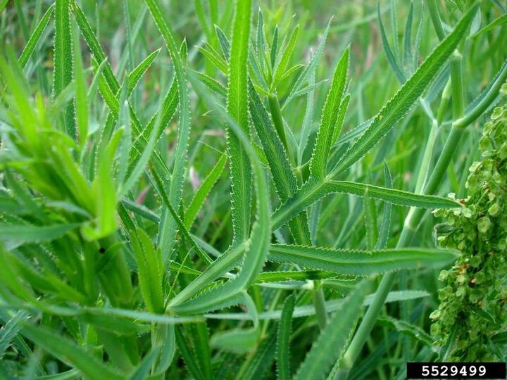 A closeup of the spiny green foliage of sickleweed
