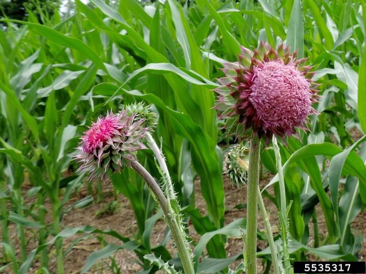 A closeup of the bright purple-pink flowers of musk thistle plants