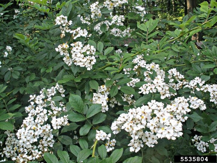 A closeup of the white flowers and green foliage on multiflora rose