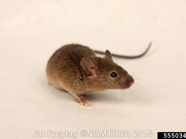A closeup of an adult house mouse