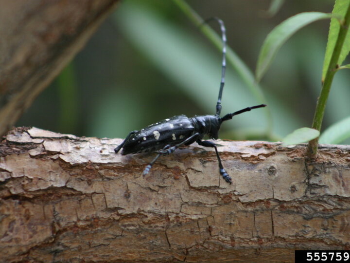 A closeup of an adult Asian longhorned beetle on a tree branch