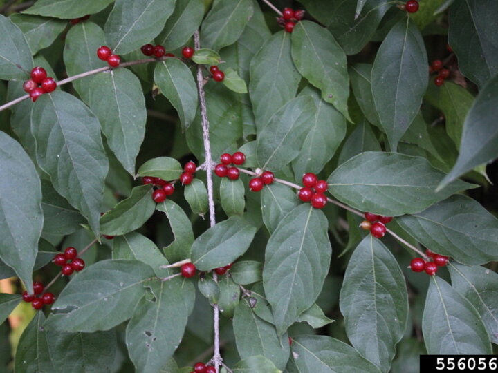 A closeup of several amur honeysuckle branches with its dark green leaves and red berries