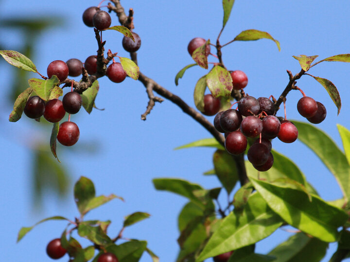 A closeup of wild plum tree's dark purple fruit hanging off a branch with its green foliage in the background
