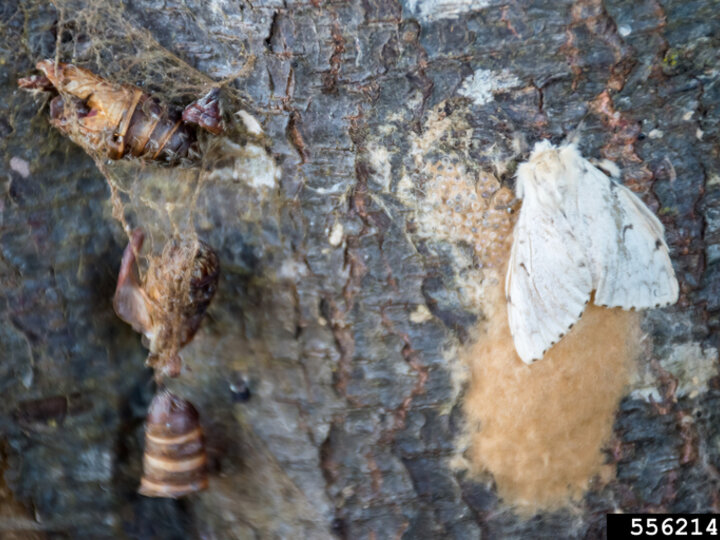 A closeup of a female adult spongy moth on the right and an egg mass with pupa casings on the left