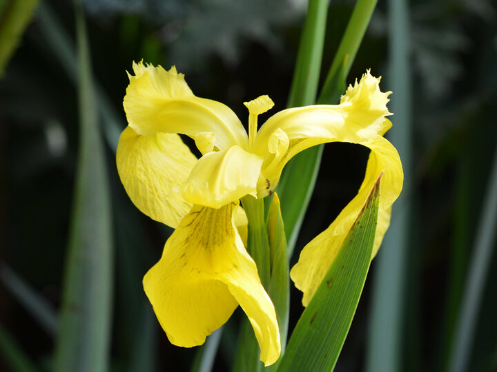 A closeup of a yellow flag iris flower