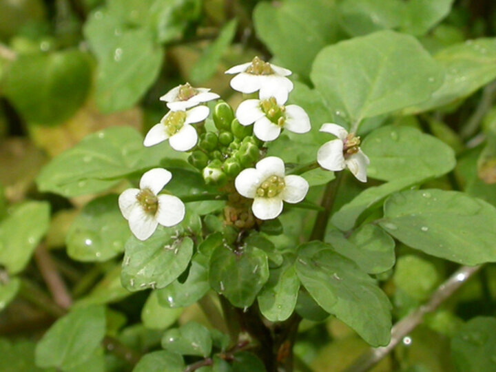 A closeup of a common watercress seedhead with its small white flowers.