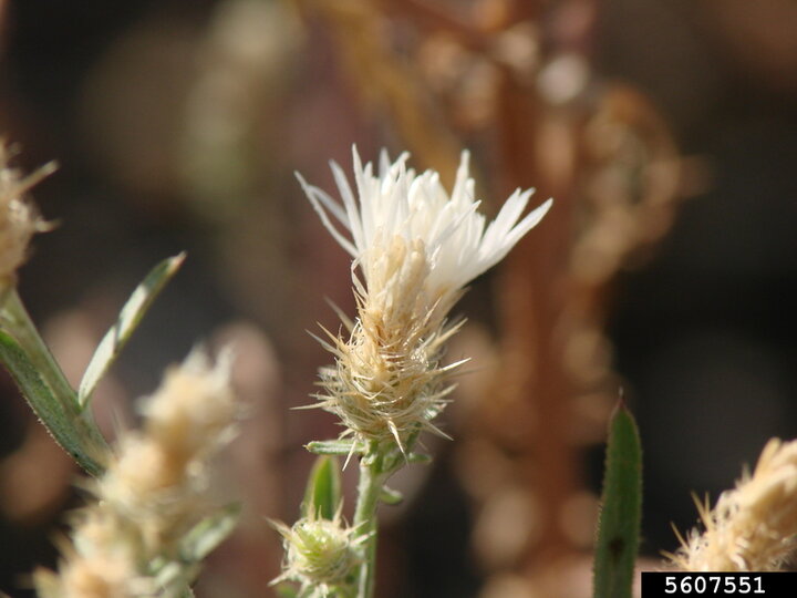 A closeup of the side profile of a white diffuse knapweed flowerhead