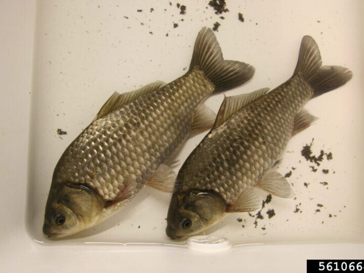 Two adult prussian carp fish