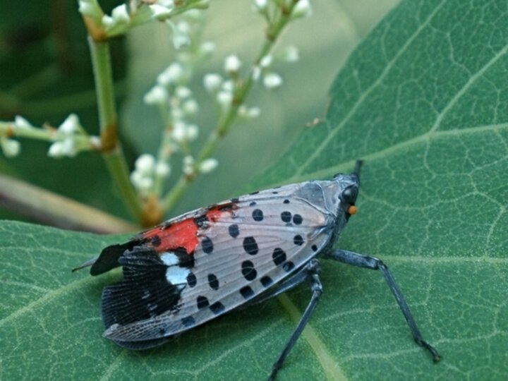 A closeup side view of a spotted lanternfly on a leaf