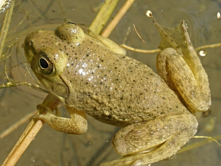 A dorsal-lateral view of an adult American bullfrog in a shallow wetland area