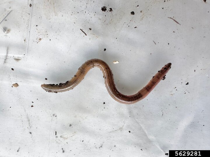 A closeup of an adult jumping worm