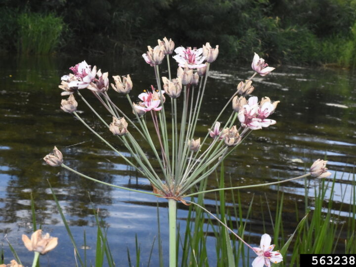 A closeup of an umbel seedhead of a flowering rush plant in bloom with pink flowers.