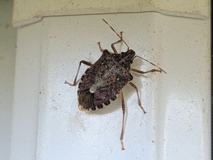A back view of an adult brown marmorated stink bug climbing up a pillar