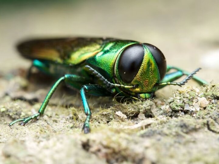 Emerald ash borer (Agrilus planipennis).