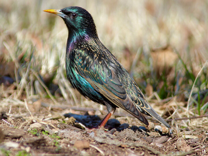 European starling (Sturnus vulgaris).